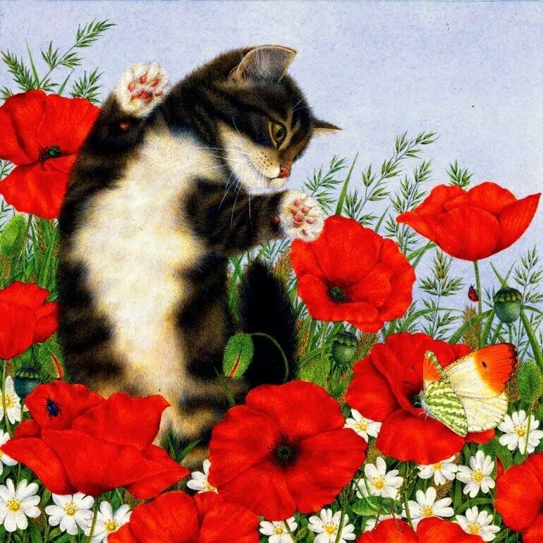 Мак коты