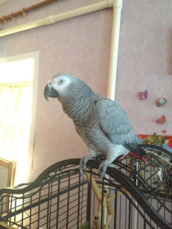 домик для самки волнистого попугая. попугай дома на шкафу зелёный. крупные попугаи для дома. домик для попугаев волнистых. попугаи маленькие домашние.