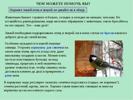 Подготовить сообщение охрана животных