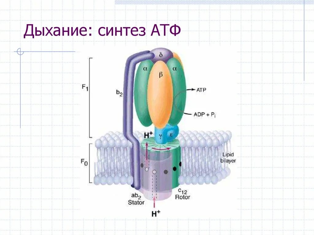 Синтез атф происходит в ходе. Синтез атф. синтез атф в митохондриях. процесс синтеза атф. атф синтезируется в.