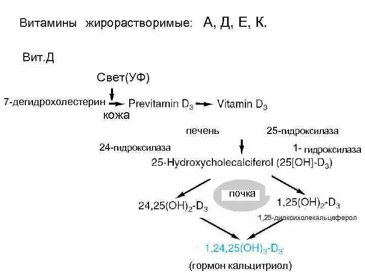 Где происходит синтез витаминов. Превращение витамина д в организме. Метаболизм витамина д. Обмен витамина д в организме схема. Механизм витамина д.