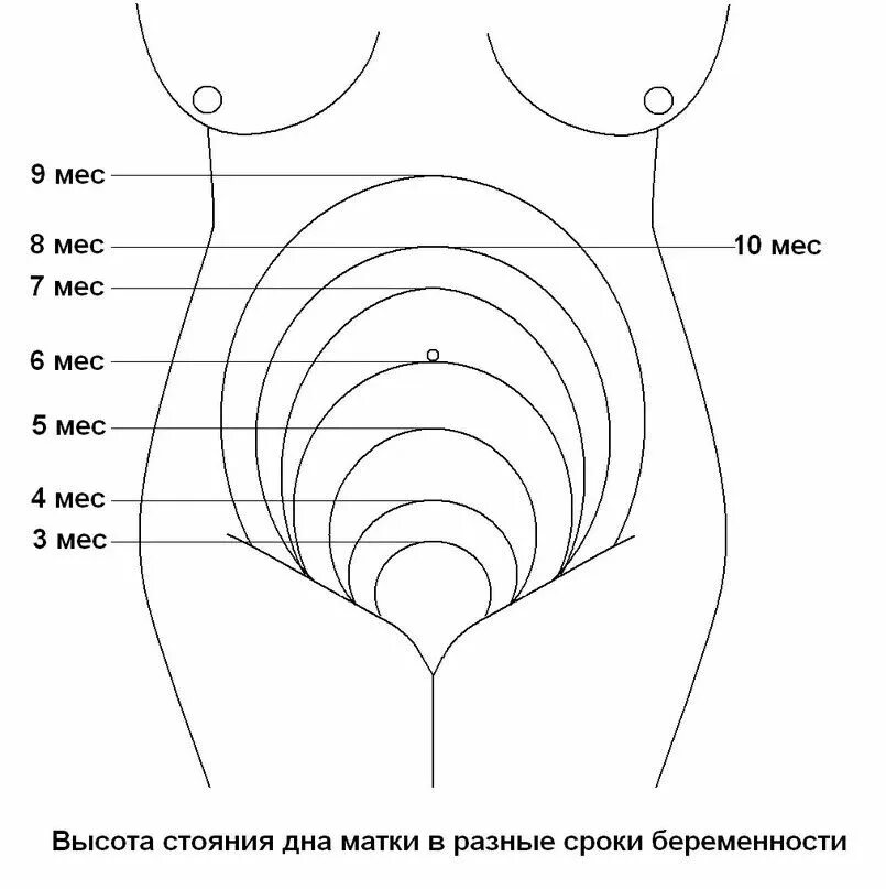 Высота дна матки и срок беременности. Высота стояния днсмматки. Высоко стояния дна матки. Высота состояния дна матки по неделям. Матка на 1 неделе беременности