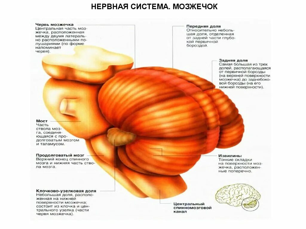 Строение мозжечка в головном мозге. Мозжечок вид сбоку. Мозжечок меньше. Мозжечок у млекопитающих. Мозжечок меньше.