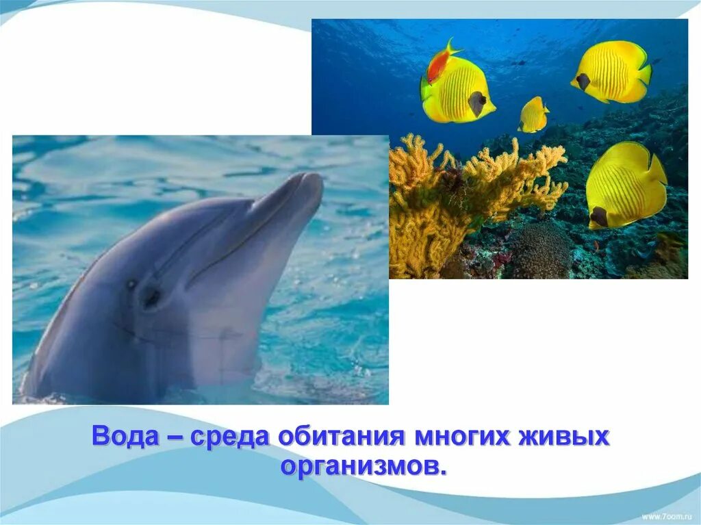 Определите среду обитания водных