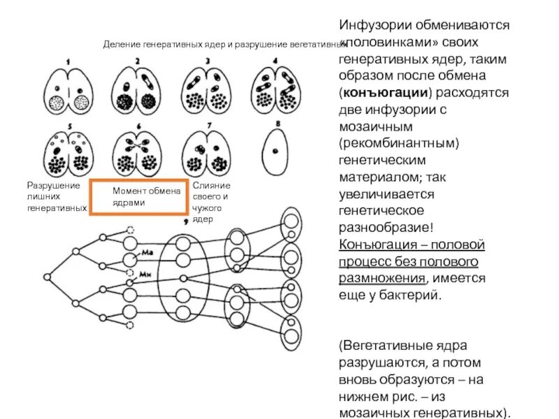 Генеративная клетка набор хромосом. Процесс конъюгации у инфузорий рисунок. Конъюгация инфузорий редукционное деление ядер. Иллюстрация этапов конъюгации инфузорий. Стадии конъюгации инфузорий ЕГЭ.