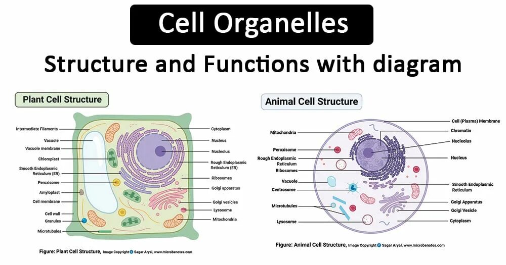 Structure essentials. Plant cell membrane structure. functions of cells. cell diagram. plant cell organelles.