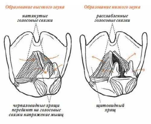 Низкий голос у мужчин. Низкий мужской певческий голос. Низкий голос у мужчин. Тембр голоса диапазон. Типы голосов в музыке.