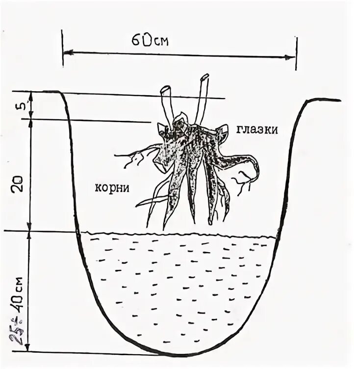 Глазки корень. Корневая шейка пиона. Корневая система пиона. Глубина посадки пиона травянистого. Схема посадки пиона.