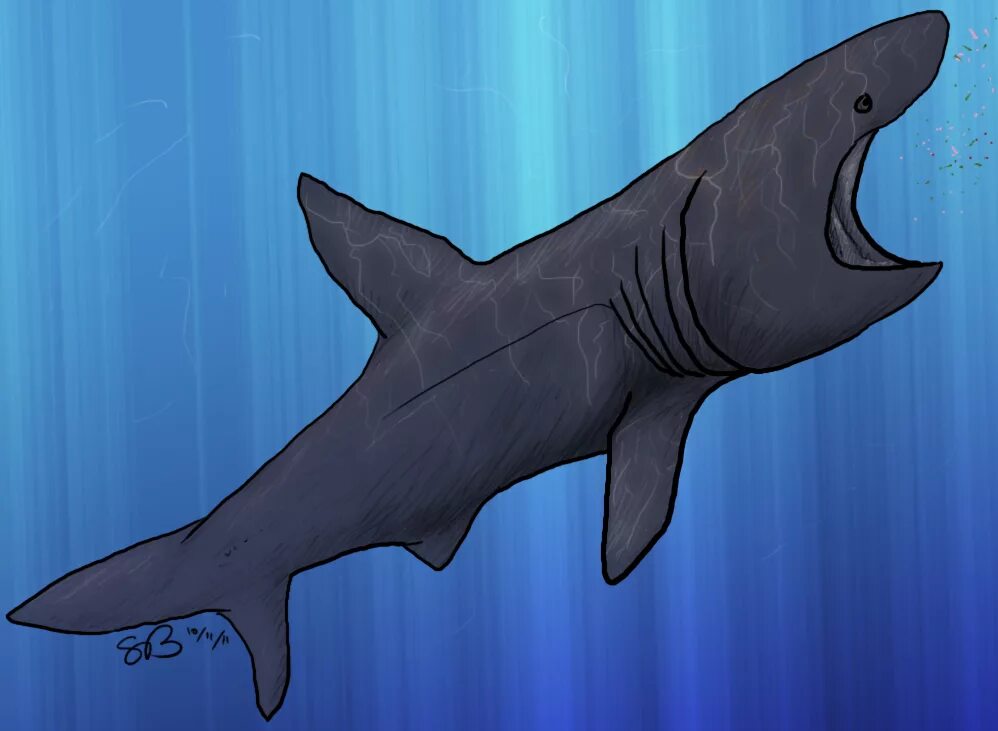 Акула олень. Баскинг Шарк акула. Акула рисунок. Большеротая акула. Акула рисунок для детей.