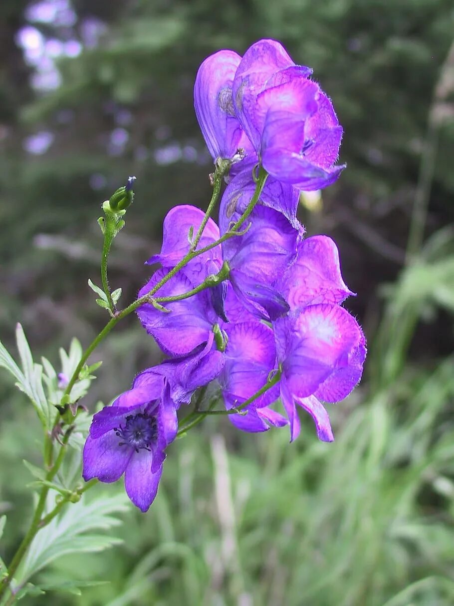 Poisonous flower. Аконит цветок. Аконит клобучковый фиолетовый. Аконит гибридный. Аконит круглолистный.