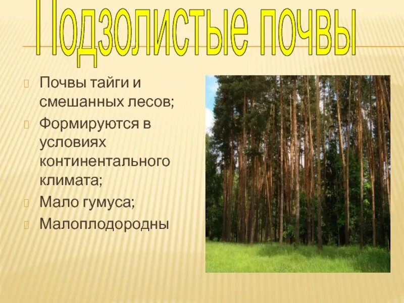 Тип почвы зоны лесов. Почва смешанного леса. зона смешанных лесов почва. почвы смешанных лесов в россии. гумус в смешанных лесах.
