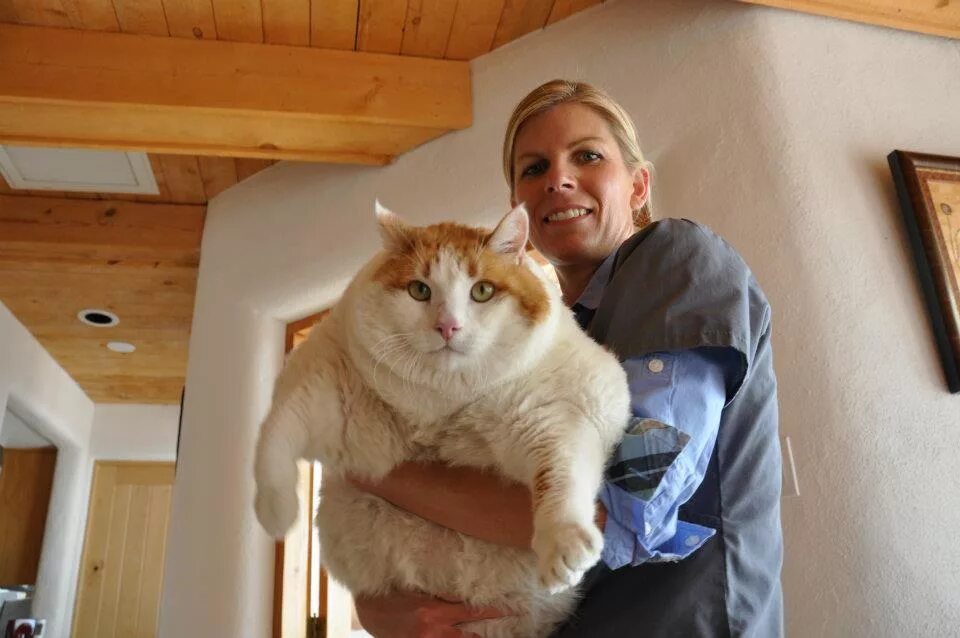 Кошка тяжело. Самый толстый кот в мире. Самый жирный кот. Самые толстые кошки в мире. Самый толстый Кок в мире.