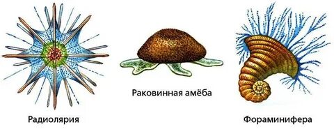 Раковинная амеба фораминиферы