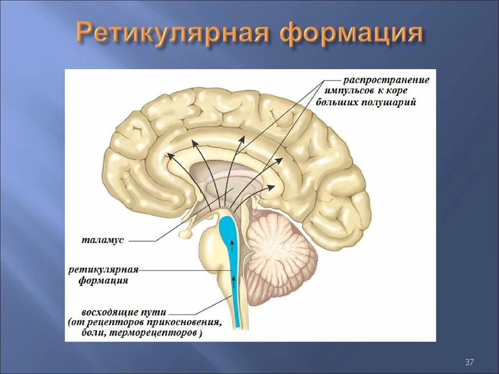 Неспецифические изменения мозга. Ретикулярная формация головного мозга. Функции ретикулярной формации ствола мозга. Ядра ретикулярной формации продолговатого мозга.