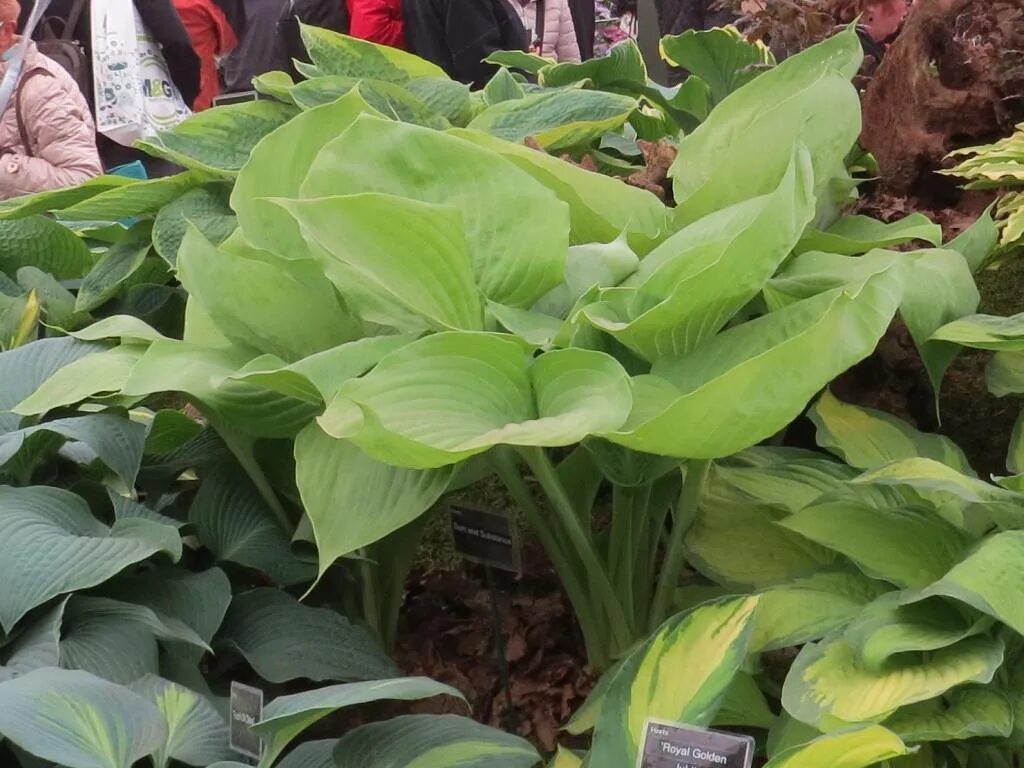 Читать империя хоста 2. Хоста gigant. hosta sum and substance. хоста гигант желтая. хоста гигант лимонный.