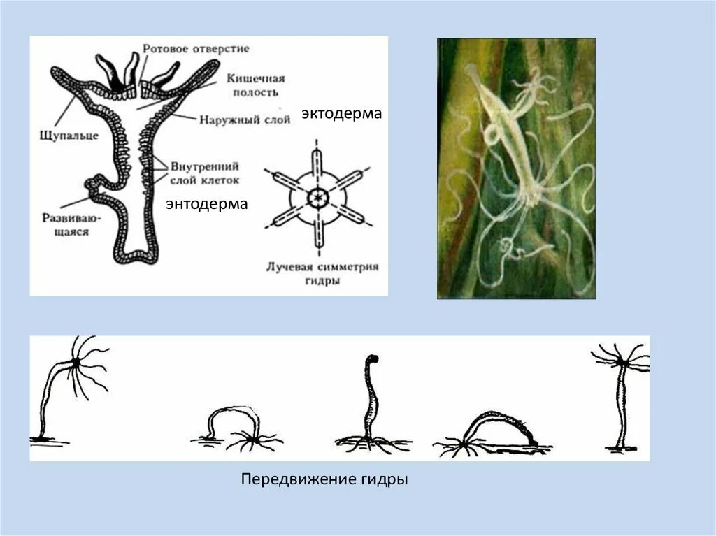 Простейшие кишечнополостные черви. Простейшие Кишечнополостные. Кишечнополостные строение. Кишечнополостные черви. Нервная сеть кишечнополостных.
