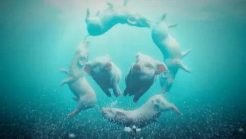 Fishing pigs