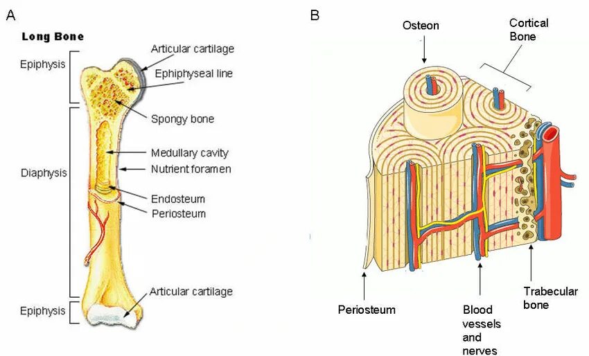 Long bone. Structure of long Bone.. The Structural components of thhhe log Bones. Parts of Bone. Periosteum & endosteum.