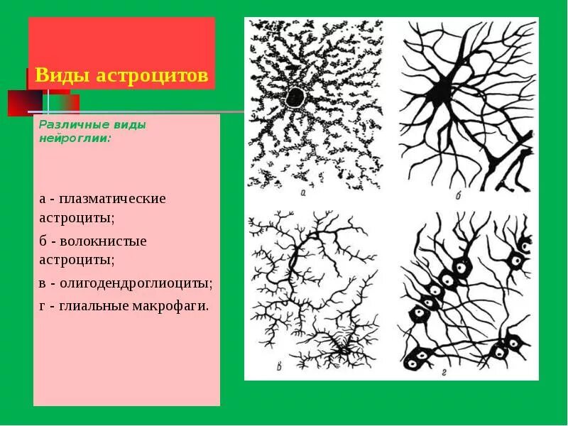 Протоплазматические и волокнистые астроциты. Волокнистые астроциты. Протоплазматические астроциты. Волокнистые астроциты локализация. Виды нейроглии