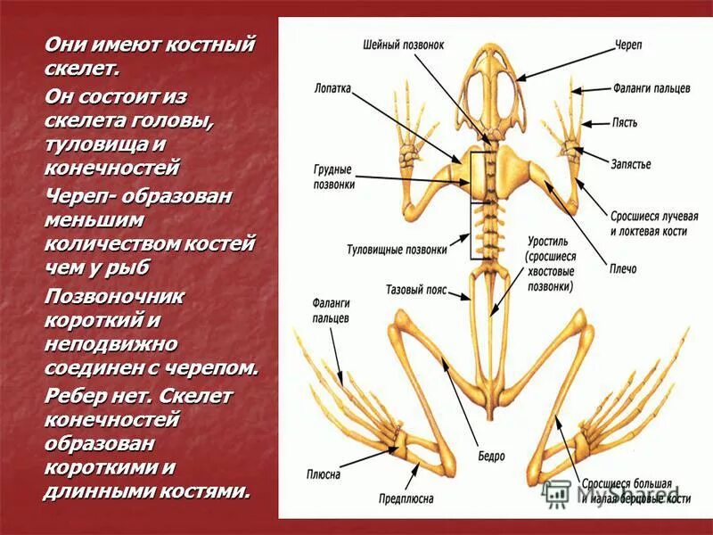 Особенности внутреннего скелета