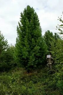 Кедр 5 1