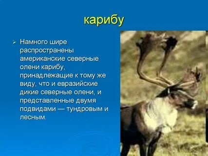 Представитель северной америки
