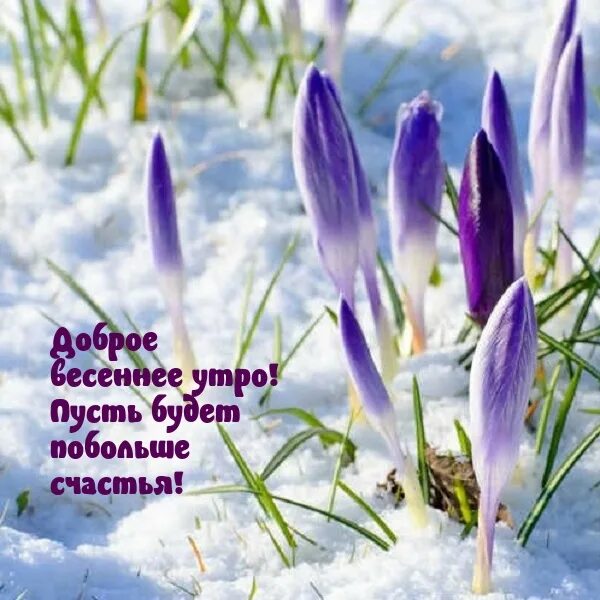 Доброе первое весеннее утро картинки. Открытки с добрым утром весенние. С добрым весенним утром.