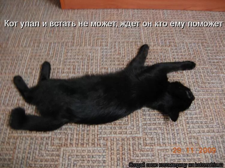 Кот пытается прыгнуть. Кошка прыгает. Кошка готовится прыгнуть. Кошка спрыгивает. Не упал кот.