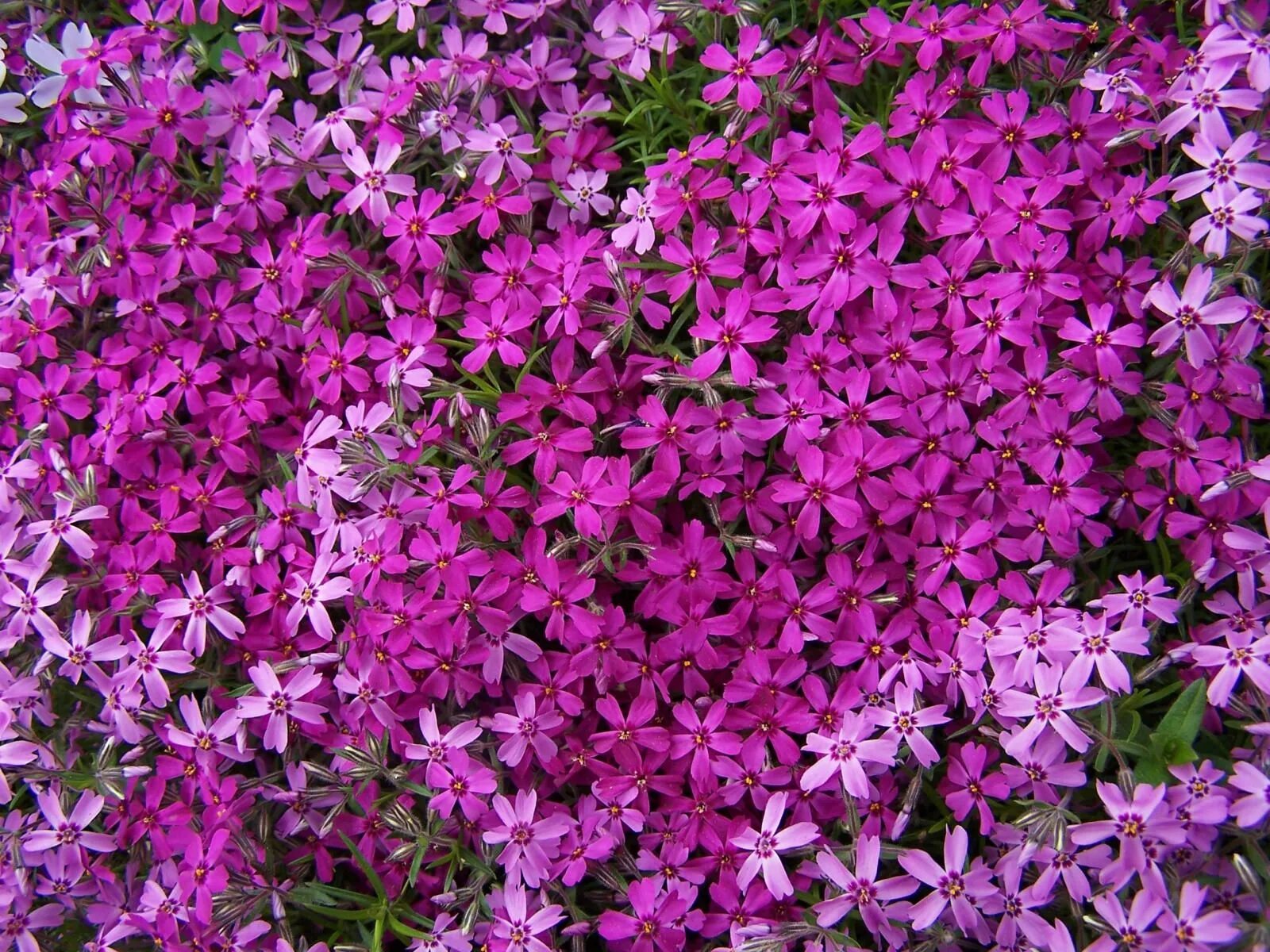 Флокс шиловидный атропорпуреа. Флокс шиловидный (phlox subulata). Флокс стелющийся шиловидный. Флокс шиловидный atropurpurea. Шиповидные флоксы.