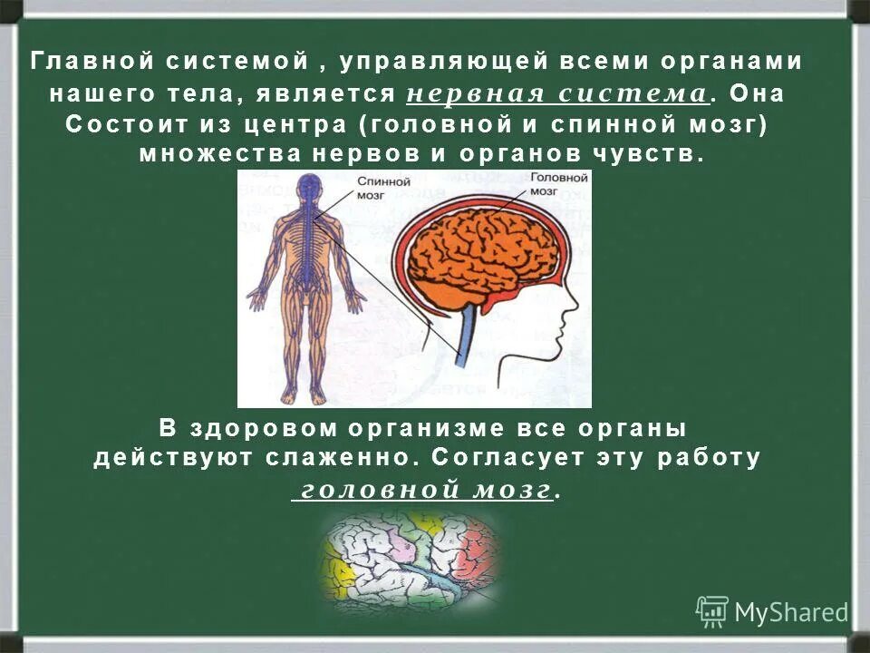 Тело управляет человеком. Строение органов человека мозг. Интересные факты о работе органов. Факты о системе органов. Факты о системе органов человека.