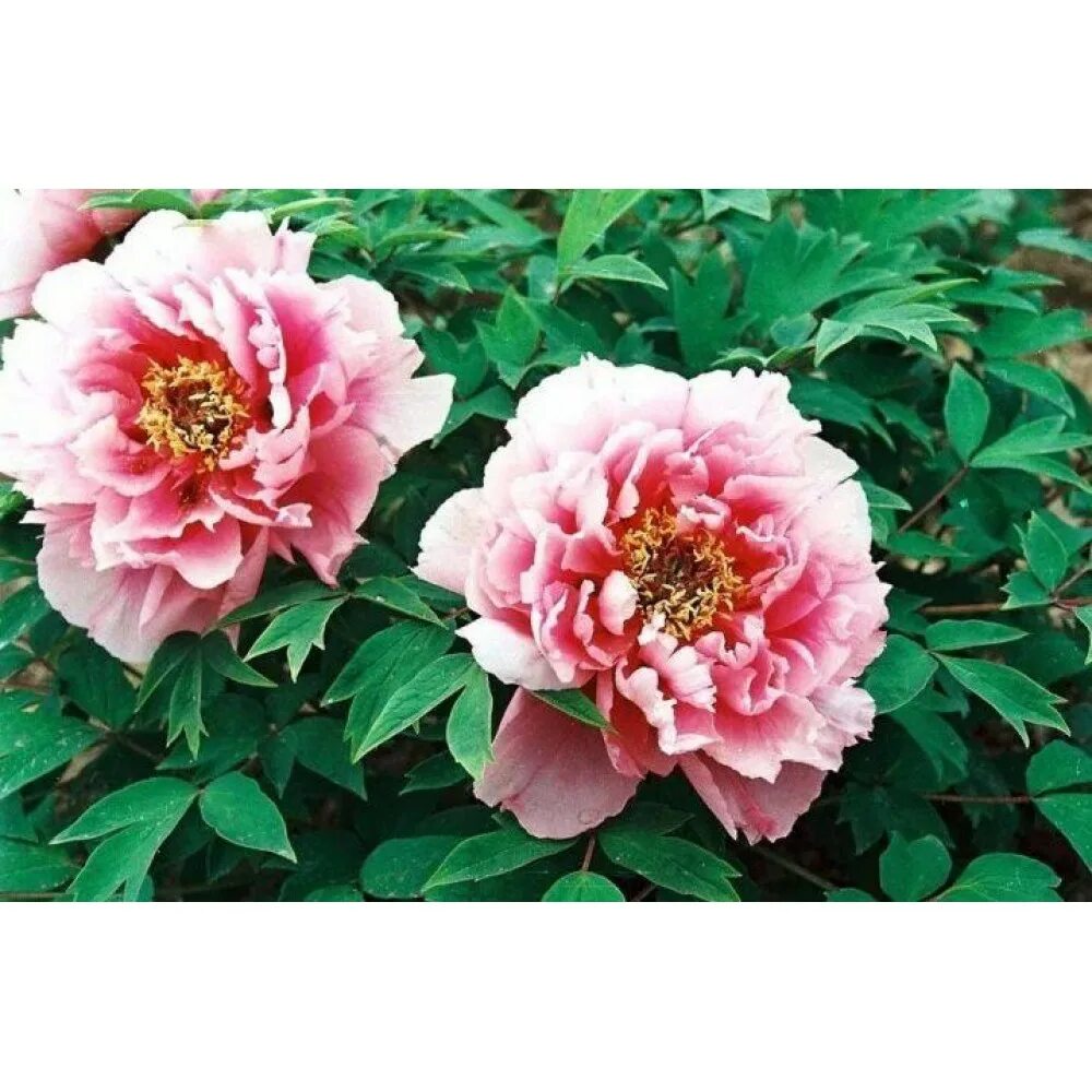 Пион древовидный фиолетовый лотус. Пион древовидный голубой лотос. Пион древовидный дак блэк-пёпл. Пион древовидный голубой лотос. Пион древовидный голубой лотус.