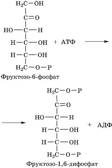 Фруктозо 6 фосфат АТФ фруктозо 1 6 дифосфат АДФ. Фруктоза в фруктозо 6 фосфат. Фруктозо 1 6 дифосфат формула. Фруктозо 6 фосфат формула.