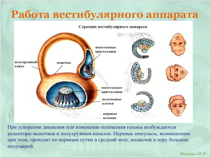 Мешочки и полукружные каналы вестибулярного аппарата. Схема работы вестибулярного аппарата 8 класс. Строение и функции вестибулярного аппарата. Вестибулярный анализатор 8 класс. Строение вестибулярного аппарата схема.