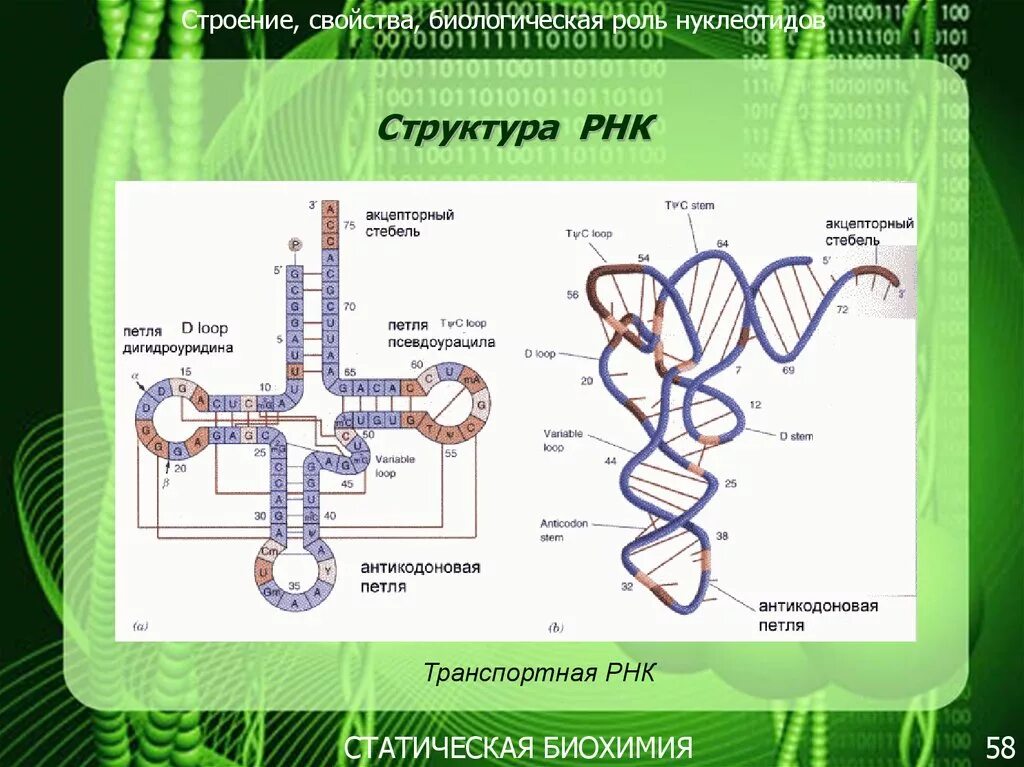 Строение транспортной РНК биохимия. Структура ТРНК биохимия. Структура транспортной РНК. Вторичная и третичная структура ТРНК.