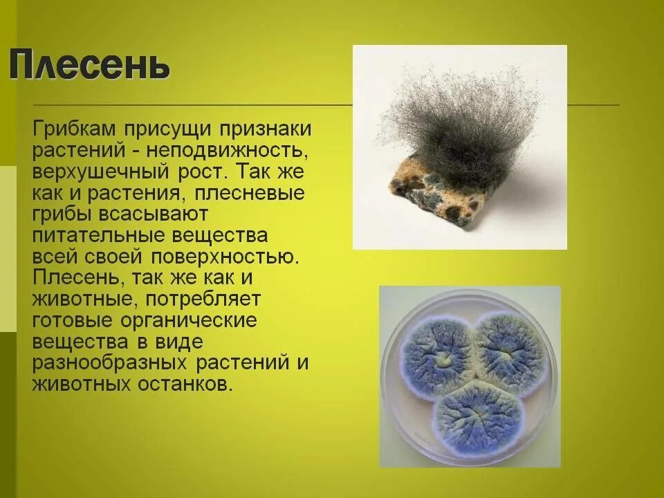 Мукор пеницилл аспергилл. Плесневые грибы 5 класс биология. Грибница плесени. Плесневые грибы вирусы