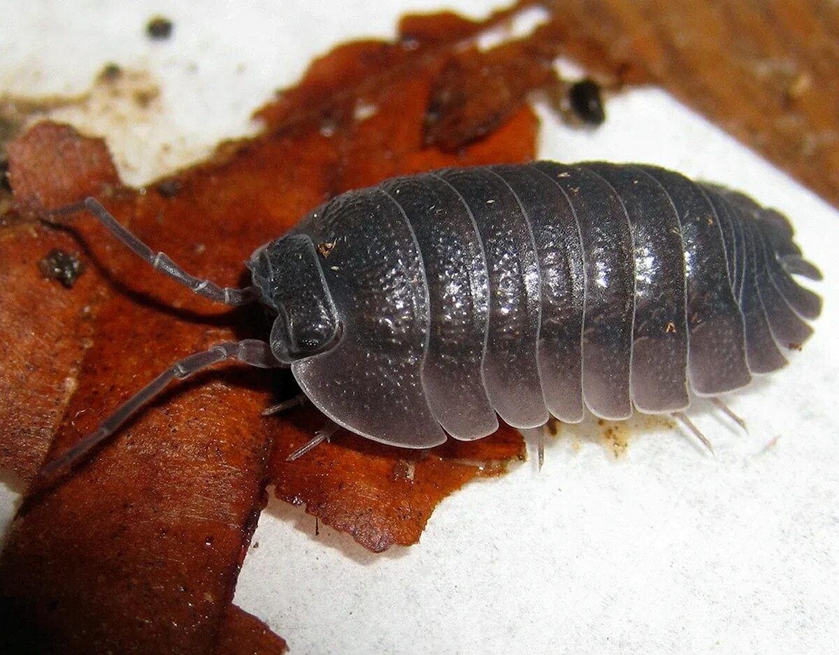 Мокрица времени. Мокрица крымская. мокрицы armadillidium vulgare. таракан мокрица. членистоногие мокрица.