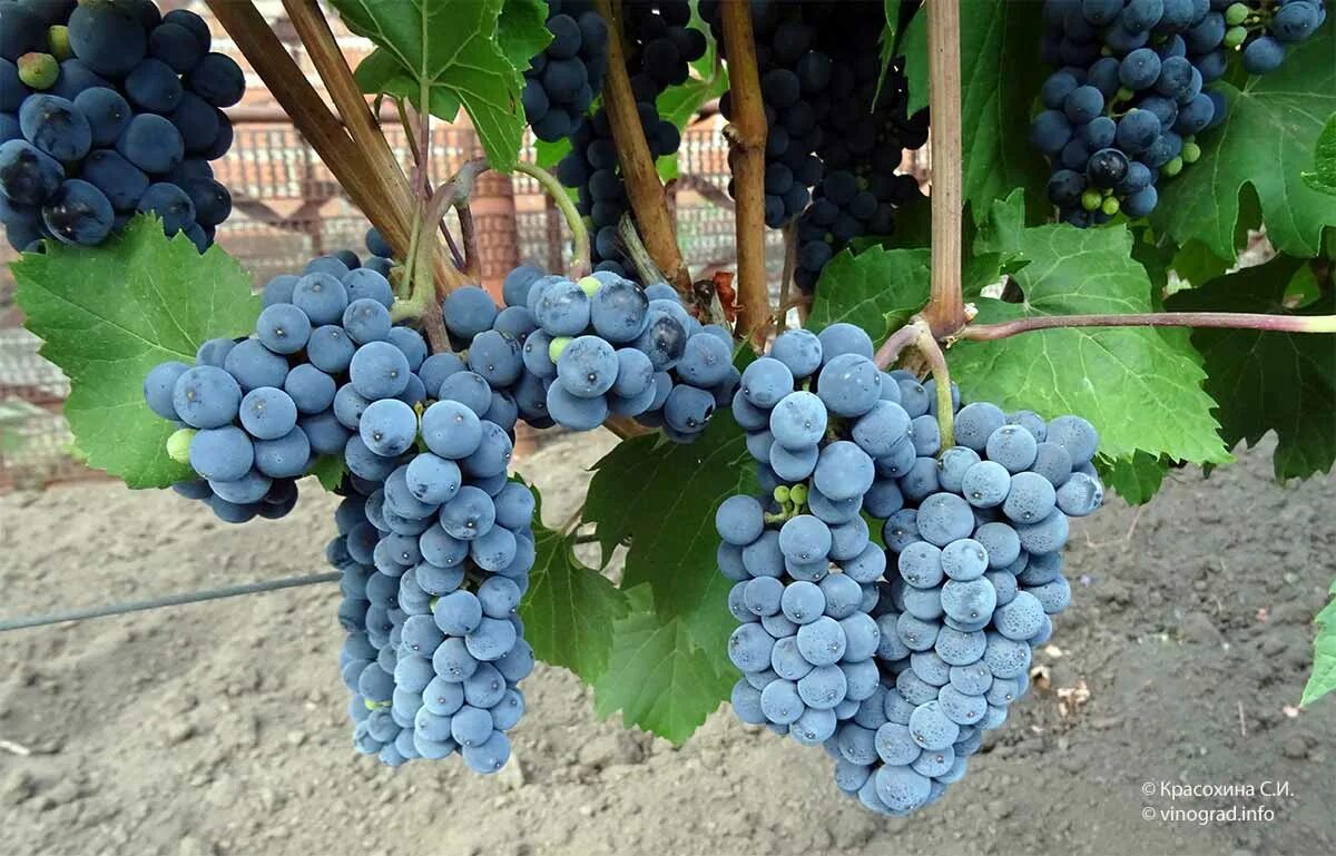 Виноград сорт бако. Сорт винограда бако. vitis виноград ontario. виноград маршал. виноград сильвер.