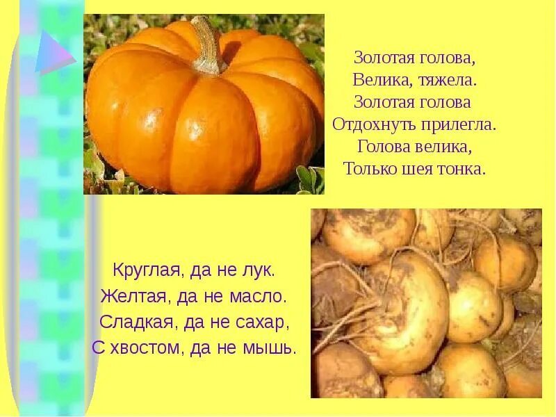 Загадка желтая курица под тыном дуется ответ. Золотая голова велика тяжела золотая голова отдохнуть прилегла. загадки для детей. презентация лук желтый. загадка кругла а не месяц.