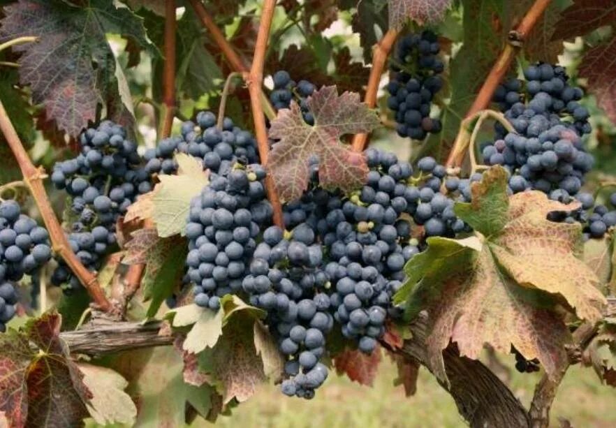 Виноград род сорта винограда. Виноград прибрежный vitis riparia. Виноград (род). Виноград род сорта винограда. Пино гри сорт винограда.