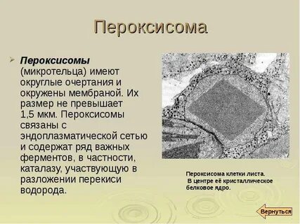Образование лизосом и пероксисом