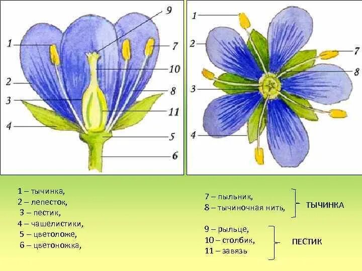 Сколько цветке тычинок