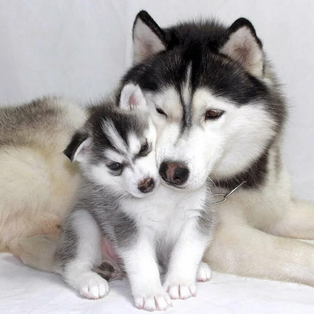 Аляскинский маламут щенок. Сибирский хаски маленький. Лайка малыш. Щенок лайки. Щенки хаски и лайки.