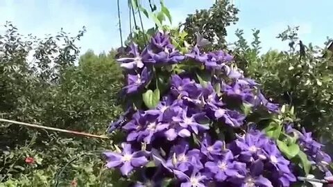 Клематис без обрезки