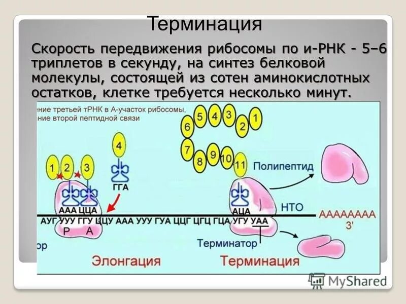 синтез полипептидной цепи на матрице ирнк это. синтез полипептидной цепи происходит в. процессы трансляции биосинтеза белка. биосинтез белка трансляция элонгация. инициация синтеза трнк.