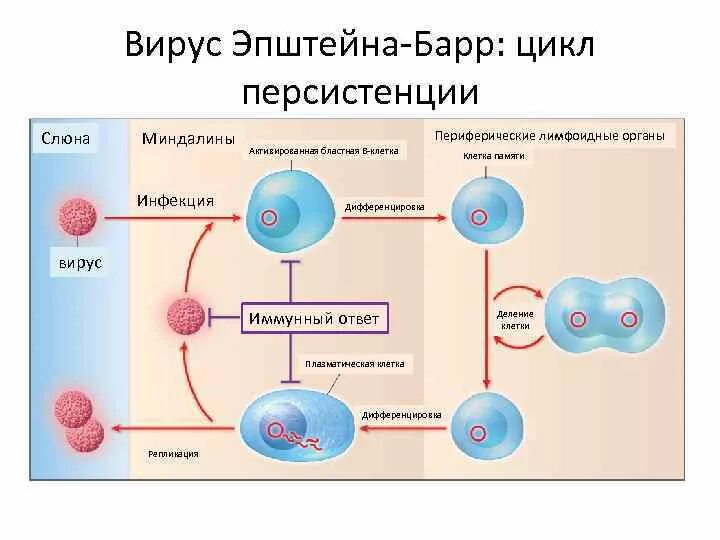 Инфекции иммунных клеток. Вирус Эпштейн Барр репликация механизм. Клетки мишени вируса Эпштейн-Барр. Вирус Эпштейна Барра строение.