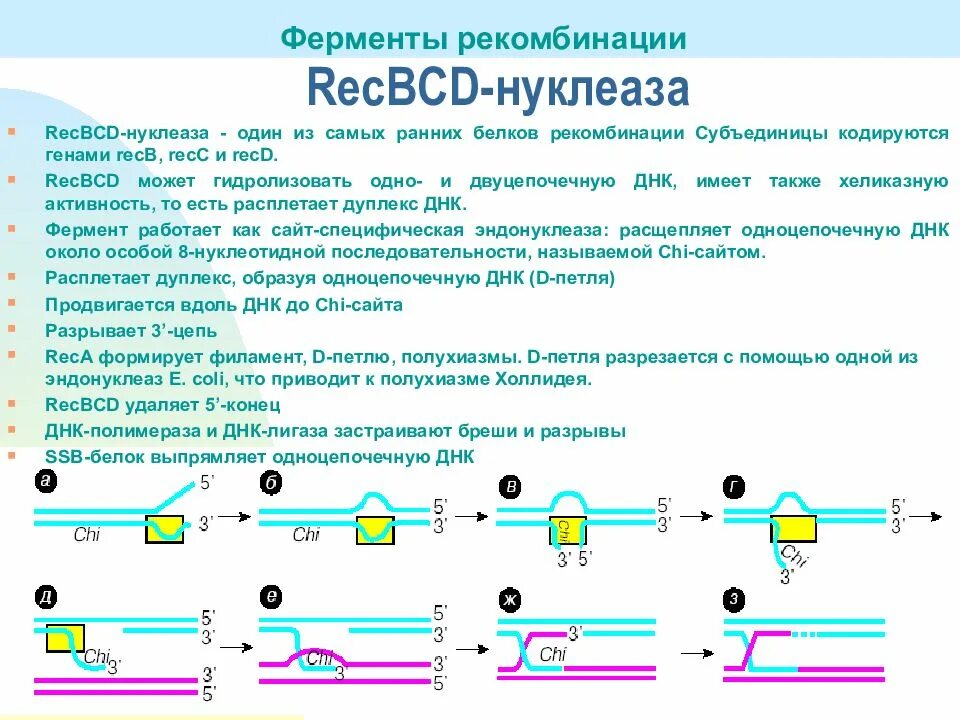 Определение рекомбинации. Механизмы генетической рекомбинации. общая схема генетической рекомбинации. ферменты рекомбинации. общая рекомбинация.