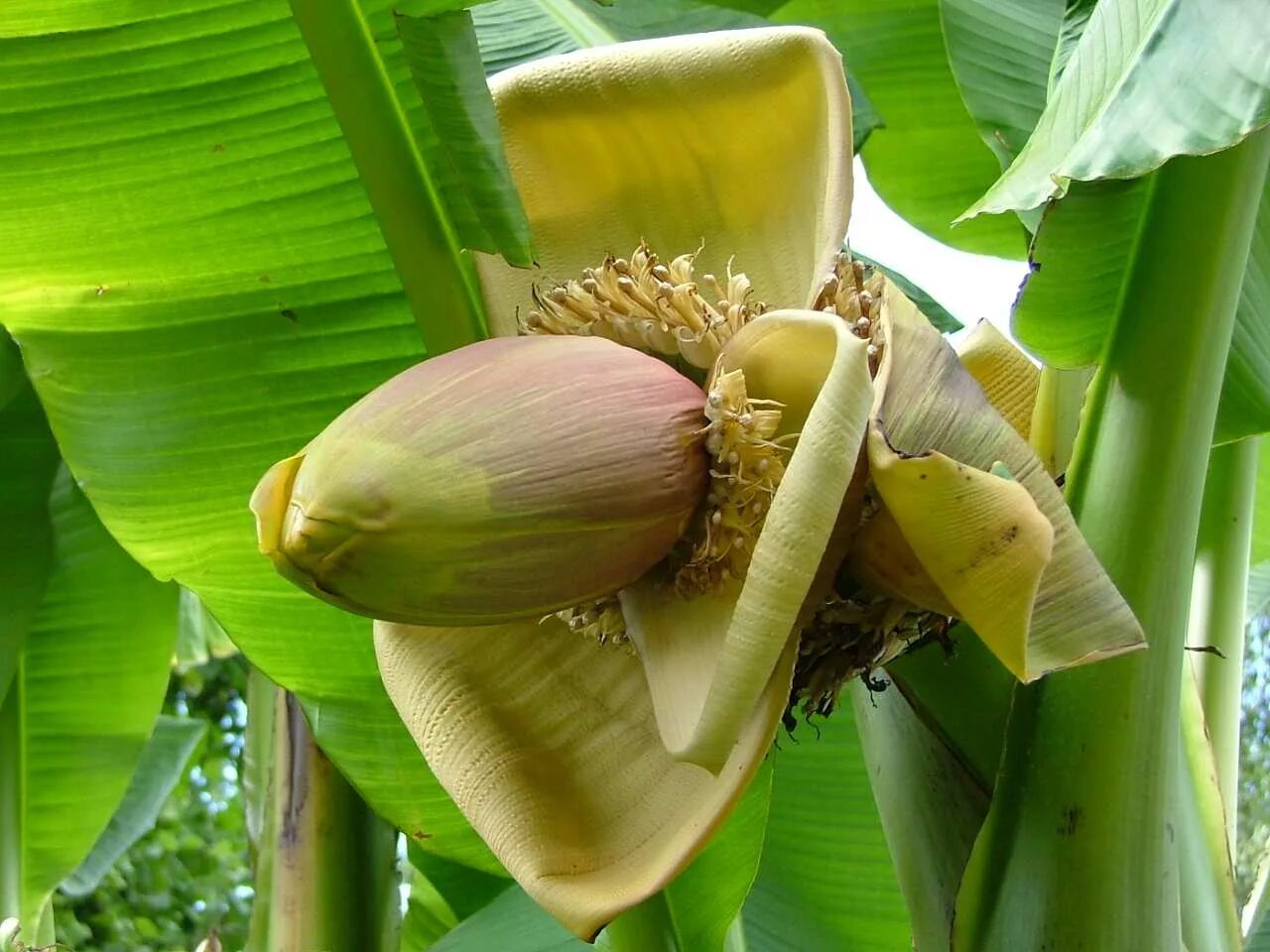 Musa acuminata. Абиссинский банан плод. Банан acuminata. Банановое дерево в Южной Америке. Банан это трава фрукт овощ или ягода