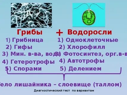 Лишайники одноклеточные водоросли и