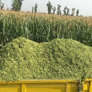 Силос кукурузный