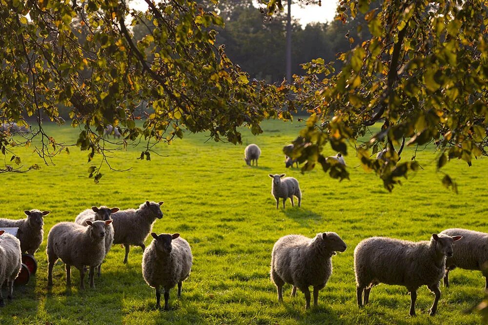 The sheep in the field. Sheep in a field. sheep is in the field. sheep in suits. sheep in the field перевод.